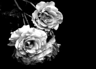 Rosen auf schwarzen Hintergrund